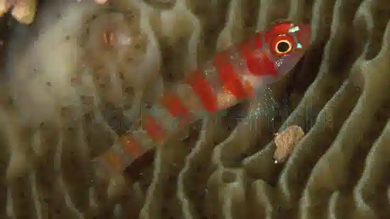 Candy Cane Pygmy Goby